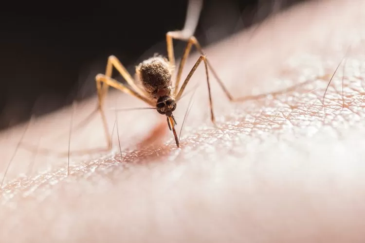 Simak cara usir nyamuk yang mudah dan efektif berikut ini (Pexels/Jimmy Chan)
