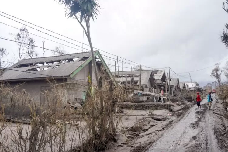 Relawan menyisir Dusun Curah Koboan, Desa Pronojiwo, Kabupaten Lumajang untuk mencari korban yang diduga terjebak abu material akibat awan panas guguran Gunung Semeru, Senin (6/12/2021). ( ANTARA/Umarul Faruq)
