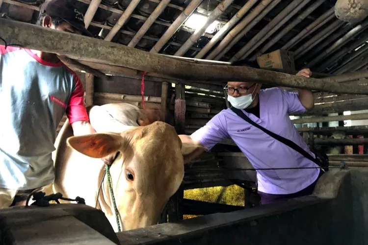 Dokter hewan terlihat lalukan pemeriksaan hewan ternak milik warga (Dok Pemkab Lumajang) 