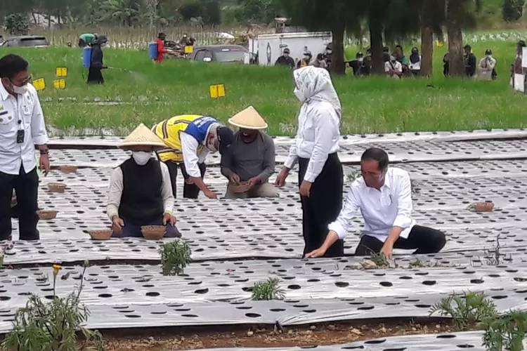 Petani menanam bawang merah  (Foto: Arif Zaini Arrosyid)