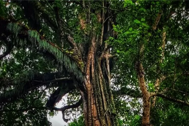 Ilustrasi: pohon yang disukai makhluk halus (Klikanggaran/Nyai_Sampur)