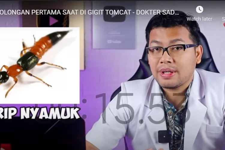 3 Pertolongan Pertama Digigit Tomcat Menurut Dr. Saddam Ismail - Jember ...