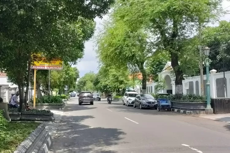 pohon asam jawa