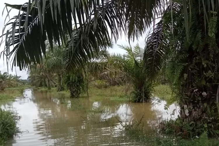 Banjir di Kabupaten Agam (AMC News)