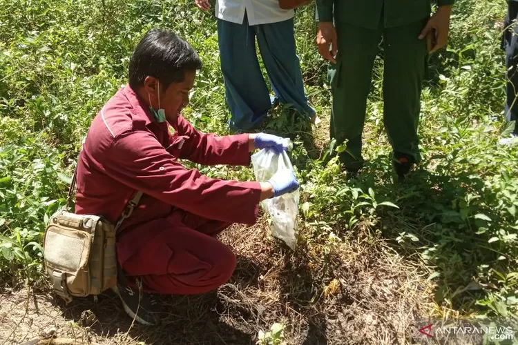 Tim gabungan mengambil tulang tengkorak babi di Rimbo Ateh Ikia Maua Hilia, Jorong Kayu Pasak Timur, Nagari Salareh Aia, Kecamatan Palembayan, Rabu (8/12/2021).  (Antara/Yusrizal)
