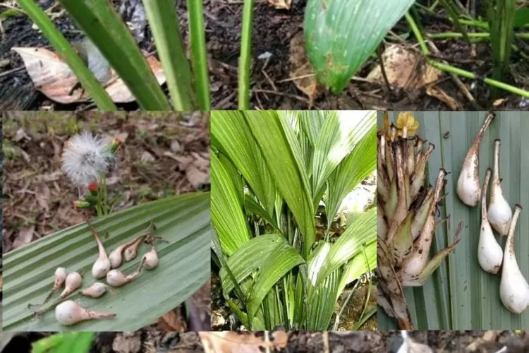 Buah marasi atau rendingan  (dok.Klikanggaran/BudiS)