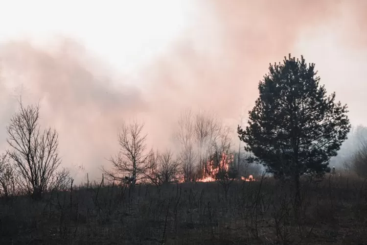 Kebakaran hutan menjadi salah satu penyebab cuaca ekstrem (Pexels/Vladyslav Dukhin)