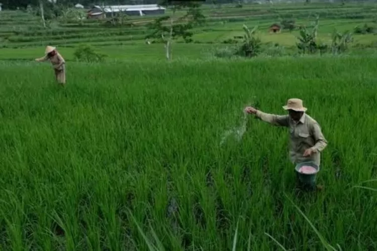 Ilustrasi petani padi.