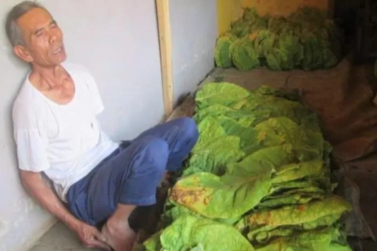 Subki (67) salah seorang petani tembakau sedang memperlihatkan daun tembakau mole hasil panennya di rumahnya di Desa Margaluyu, Kec. Tanjungsari, Rabu (4/9/2019). /Pikiran Rakyat/Adang Jukardi (Pikirab Rakyat)