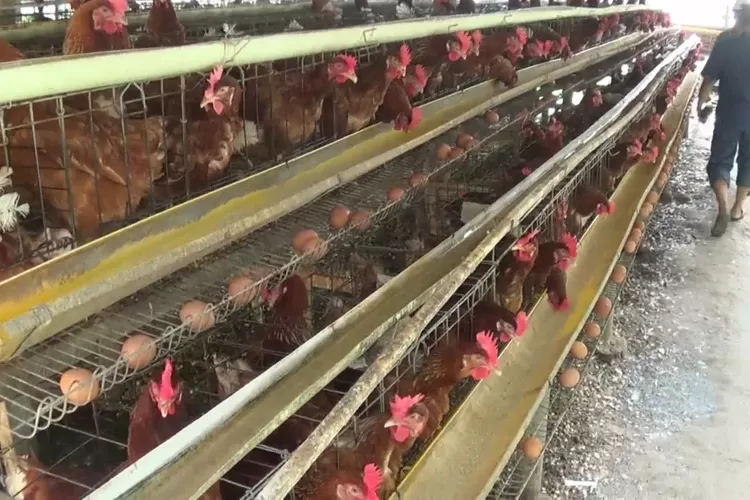 Peternak ayam petelur di Kendal mengaku masih rugi jika harga telur Rp20.000 perkilogramnya. ( edi prayitno/kontributor kendal)