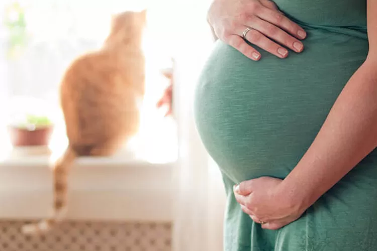 Bulu kucing disebut bisa sebabkan keguguran. Benarkah? (Pixabay)