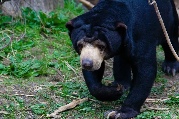 ilustrasi Beruang Madu/ foto: google