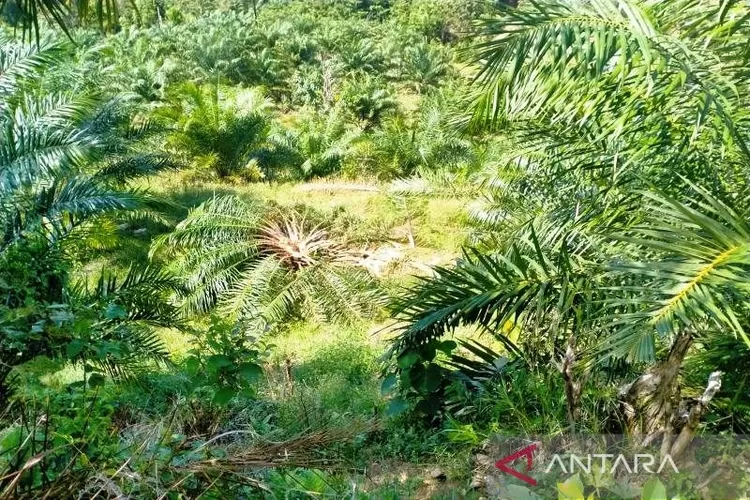 Salah satu kebun masyarakat di Desa Paya Meugendrang, Kecamatan Woyla Timur, Kabupaten Aceh Barat dirusak kawanan gajah, Ahad (23/1/2022).  (ANTARA/HO-Dokumentasi pribadi)