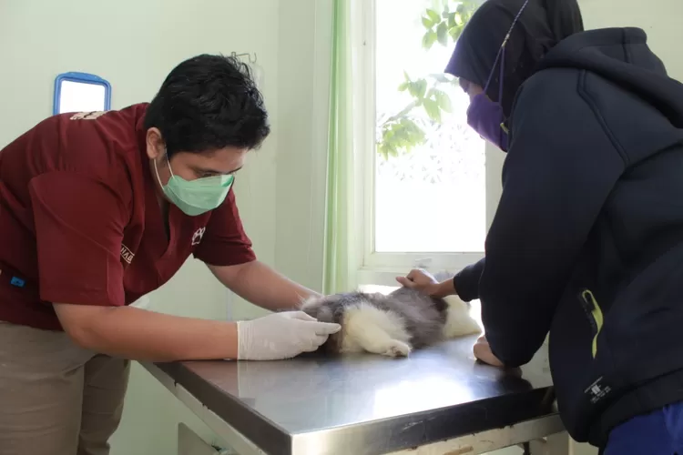 Layanan pemeriksaan hewan Kota Semarang (SIKEWAN Dispertan Kota Semarang)