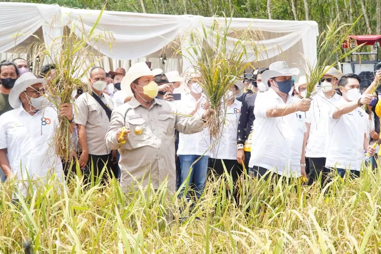 Menko Perekonomian Airlangga Hartarto bersama antara lain Aburizal Bakrie, Gubernur Lampung menyaksikan panen perdana padi gogo yang menggunakan sentuhan teknologi di Tulang Bawang Barat (Kemenko Perekonomian)