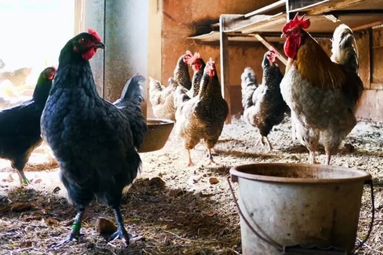 Ilustrasi. Bacaan doa mulai memelihara hewan beserta artinya.  (pexels.com)