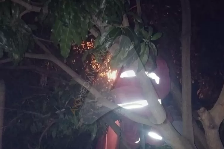 Petugas Damkar saat melakukan pemusnahan sarang tawon (edi prayitno/kontributor kendal)