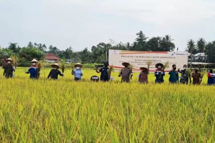 Panen padi dengan metode SRI oleh Pertamina Pendopo  (Klikanggaran/Budi_S)