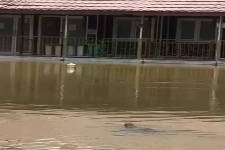 Seekor buaya di pelataran rumah sakit di Kota Sengatta ketika banjir karena dua hari diguyur hujan. (G. Windarto)