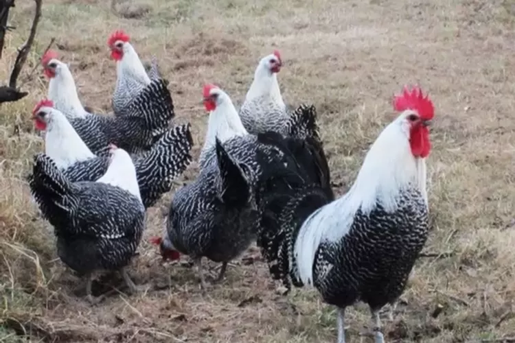 Berikut Pemilihan Pakan Alternatif Ayam Arab Petelur