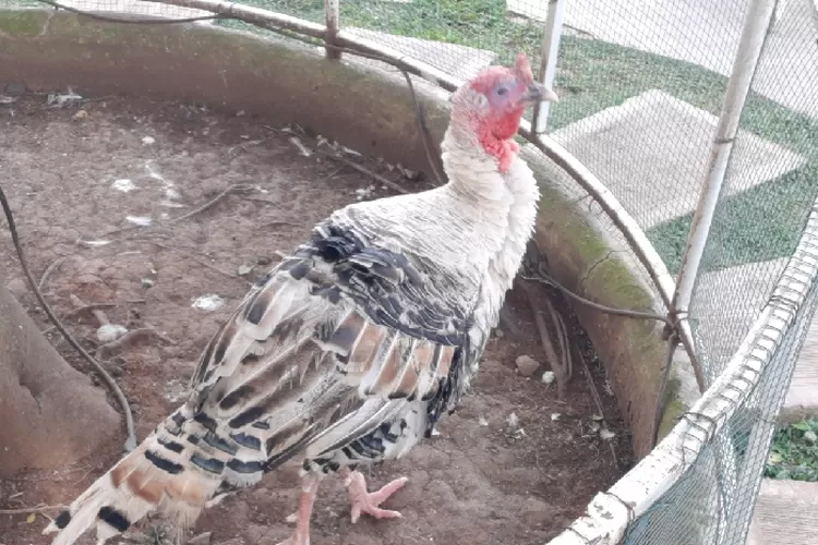 Ayam Kalkun di Wisata Bukit Hambalang. (Boks/Bogor Times)