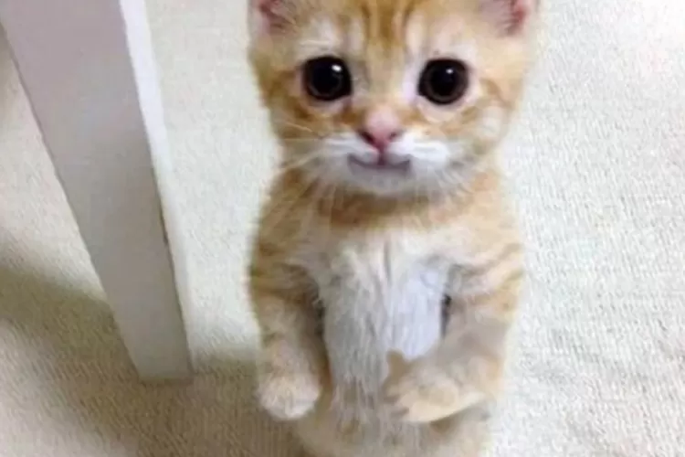 Kucing Bernama Dudul (Twitter/@imauchie)