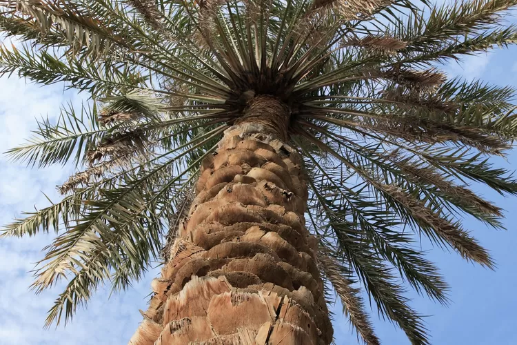 Ilustrasi pohon kurma yang harus dirawat, begitupun iman (Unsplash)