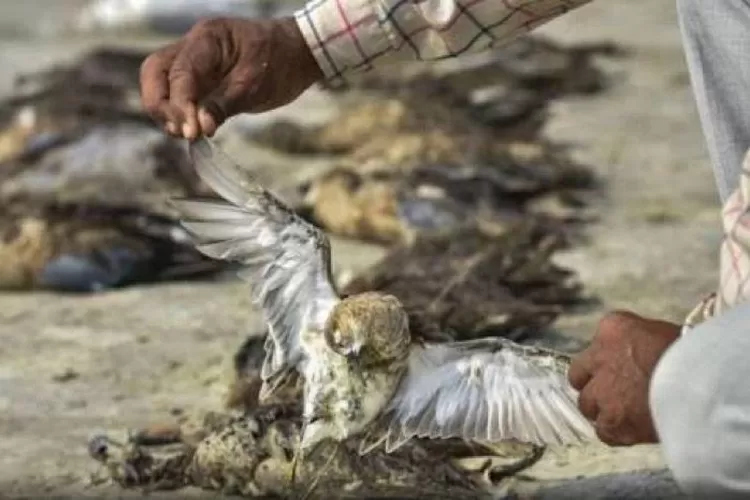 Ribuan burung berbagai jenis jatuh dati langit di India akibat  gelombang panas yang menerjang berbagai kawasan di  beberapa negara.