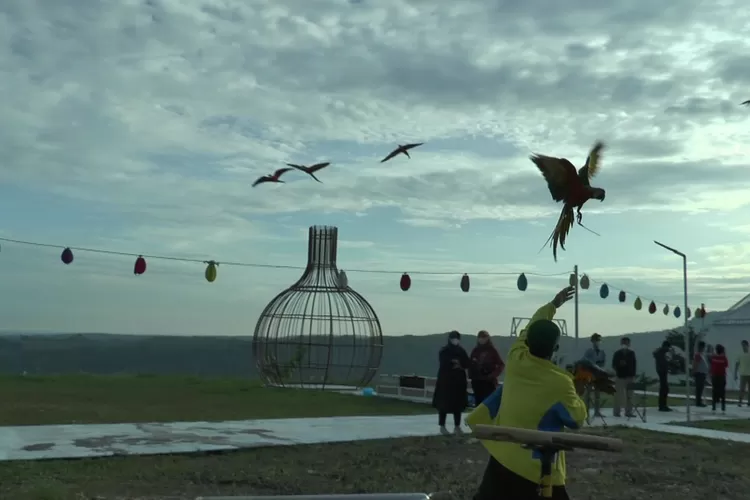 Bupati Kendal saat berlatih burung macau di wisata Omah&rsquo;e Opa. (edi prayitno/kontributor Kendal)