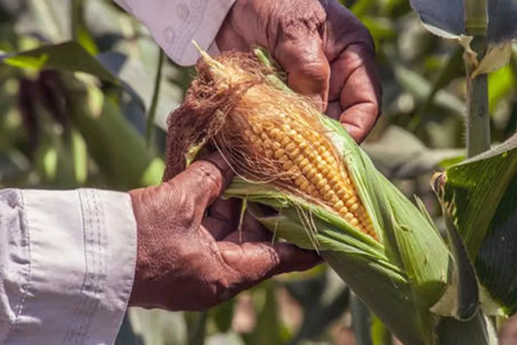 Ilustrasi. Tanaman jagung.