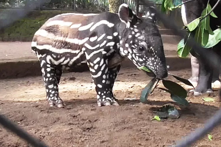 Anak Tapir. (Budi Hartati)