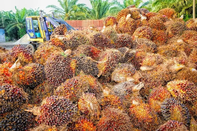 koperasi-koperasi SPI siap bermitra dengan pemerintah untuk mengelola, memproduksi, mendistribusi minyak sawit merah ini. (Pixabay/tristantan)