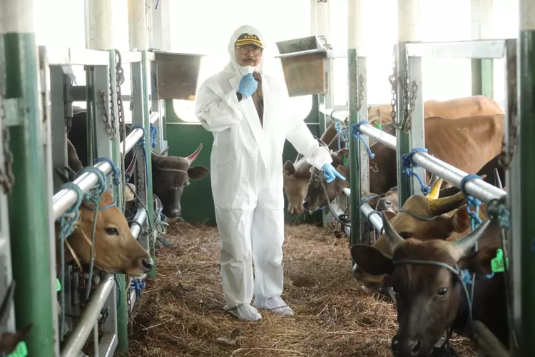 Menteri  Pertanian Syahrul Yasin Limpo   periksa sapi yang bari datang dari NTT