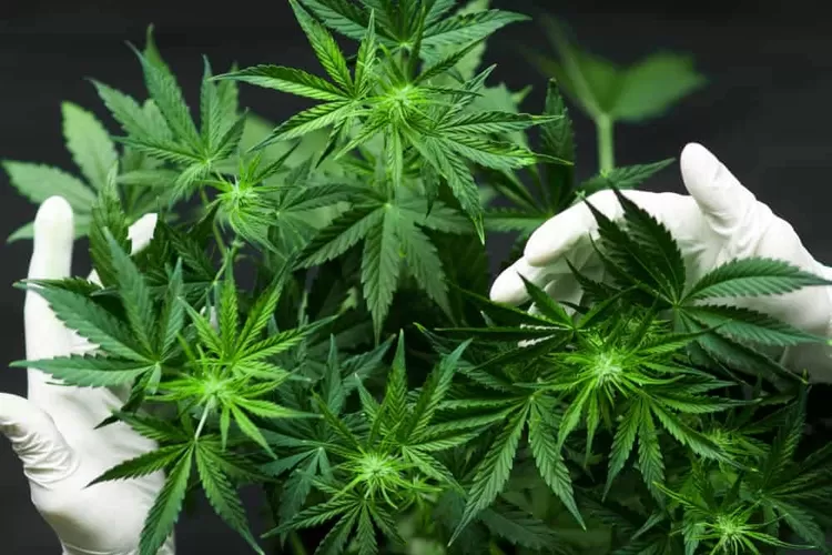 Ganja di Thailand dilegalkan. Foto/Istimewa. (Foto/Istimewa.)