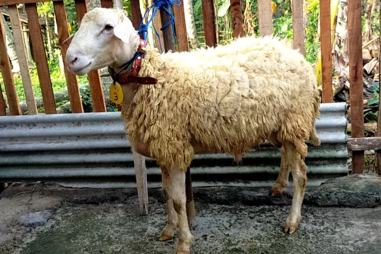 Gambar Hewan Kurban Kambing