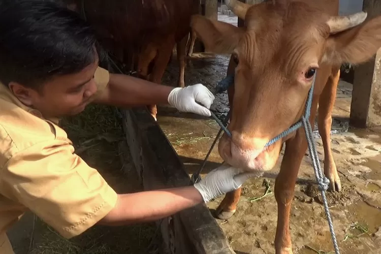 Ilustrasi Hewan Ternak (Dok Pemprov Jatim)