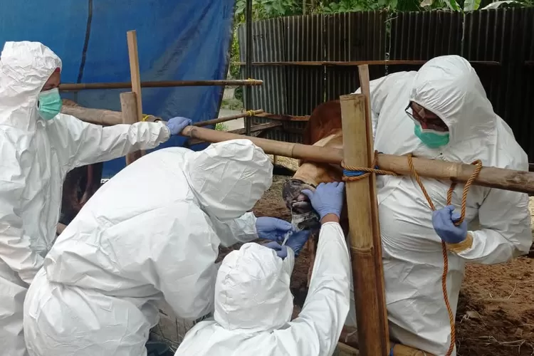Petugas Balai Besar Veteriner (BBVet) Wates Kulonprogo mengambil sampel liur sapi di Kecamatan Bagelen, yang setelah dicek hasilnya positif Penyakit Mulut dan Kuku atau PMK. (Foto: Dinas Ketahanan Pangan dan Pertanian Purworejo)