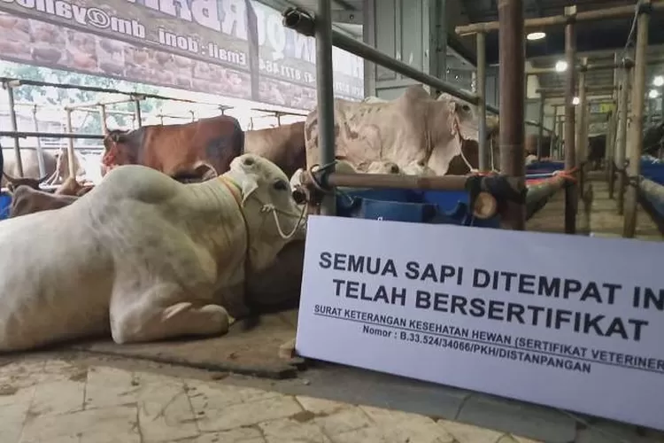 Ilustrasi peternak sapi: Sapi kurban milik Haji Doni yang dinyatakan bebas PMK  (DepokToday.com)