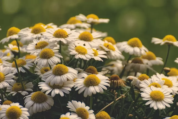 Cara Mudah Membuat Bunga Daisy Dari Botol Plastik Pernak Pernik Maulid Nabi Muhammad Saw