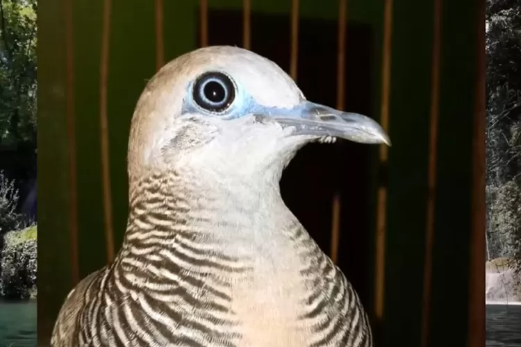 Arti Mimpi Burung Perkutut Benarkah Tanda Kebaikan Atau Justru