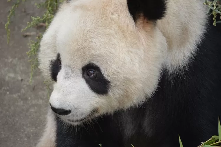 Sering Begadang Dan Memiliki Masalah Mata Panda Mari Anda Simak 3 Tips Menghilangkan Mata Panda (Pixabay.com)