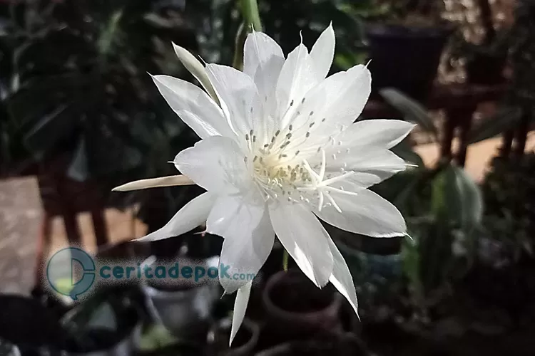 Bunga Wijayakusuma atau Ratu Malam (Satrio Nusantoro)