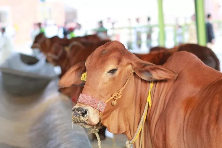 cara memilih hewan kurban saat Idul Adha 2022. Foto/Istimewa. (Foto/Istimewa.)