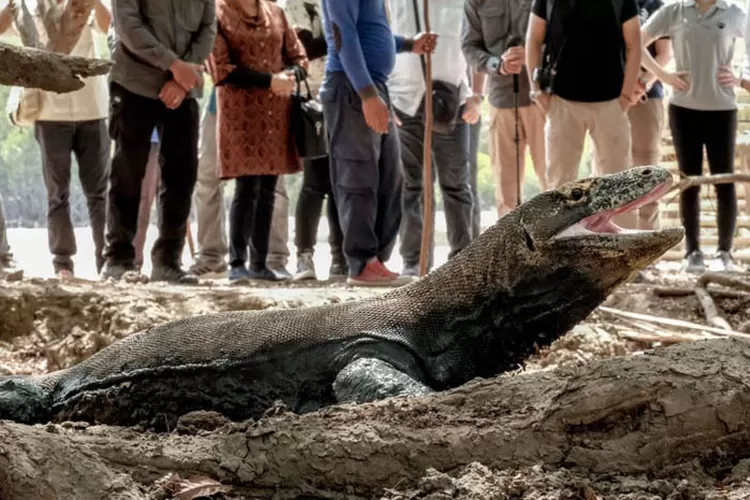 Menparekraf menegaskan bahwa wacana tiket terusan Rp 3.750.000 untuk berkunjung ke Taman Nasional Komodo masih dalam tahap pembahasan. (kemenparekraf.go.id)