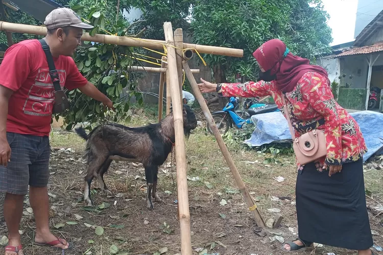 Penjual hewan korban di Jalan Gajah Mada Bogoran Batang melayani calon pembeli. (Muslihun kontributor Batang)