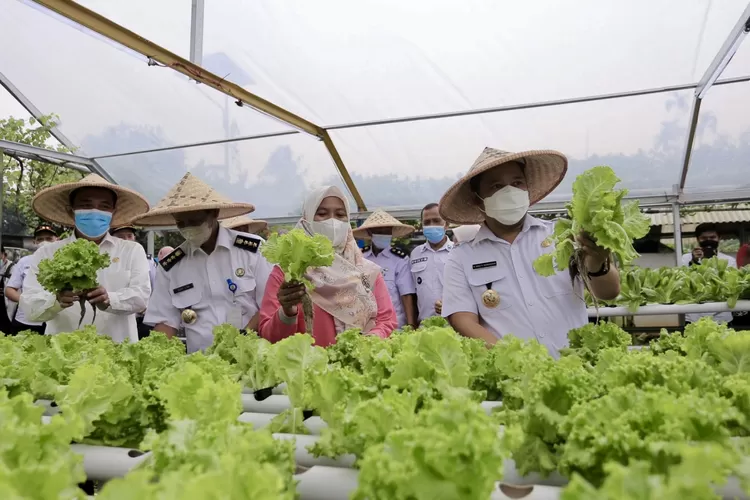 Wali Kota Tangerang H. Arief R. Wismansyah didampingi Kepala Dinas Ketahanan Pangan Abduh ketika proses panen raya di KWT Germas Implan Kelurahan Gandasari Kecamatan Jatiuwung Kota Tangerang