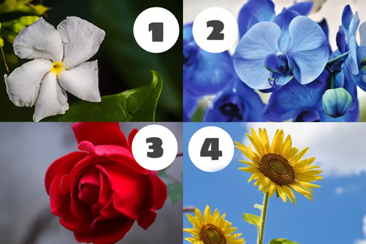 Pilih Jenis Bunga Favorit Anda, Bunga Simbol Kebahagiaan dan Akan Ungkapkan Diri Anda Sesungguhnya (Gorajuara.com/dok : Pixabay)