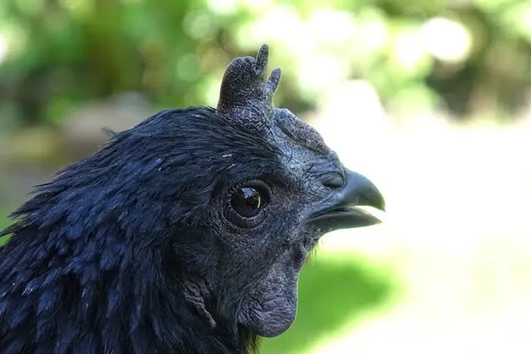 Ayam Cemani, Kerap Dikait-kaitkan Hal Mistis, Kesialan Hingga Pesugihan, SIMAK SELENGKAPNYA DISINI. /Pixabay