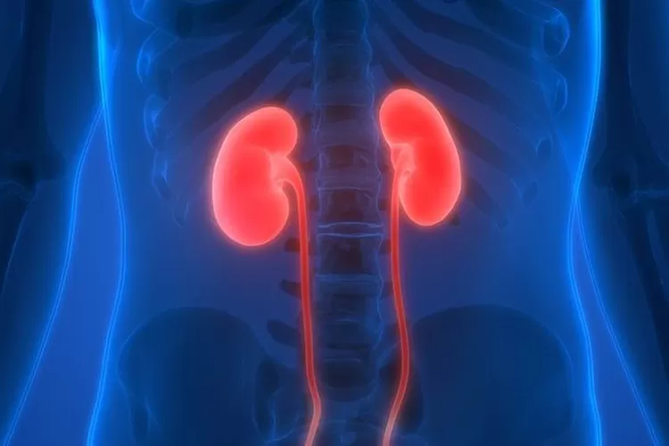 Ilustrasi mengenal ciri-ciri ginjal bermasalah. (FKUI)