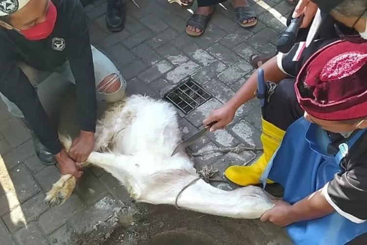 Ilustrasi. Pelaksanaan kurban, tentu harus dipersiapkan dulu hal-hal penting yang berkaitan, seperti waktu, tempat, dan orang yang akan menyembelih. (Ayosemarang.com/Vedyana)